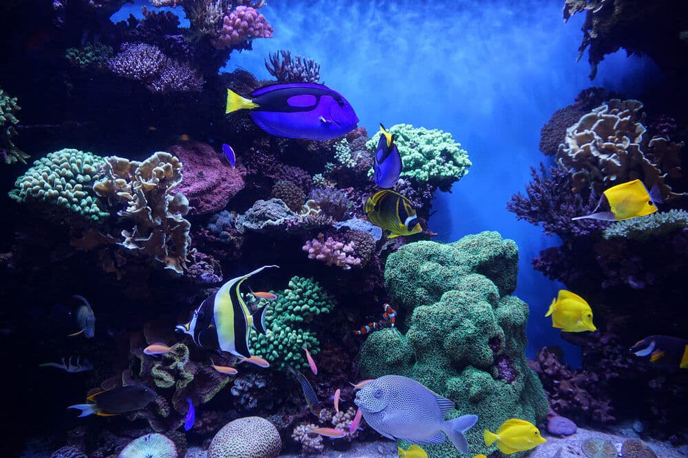 Tennessee Aquarium